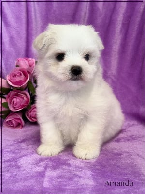 Les chiots de Bichon maltais