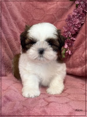 Les chiots de Shih Tzu
