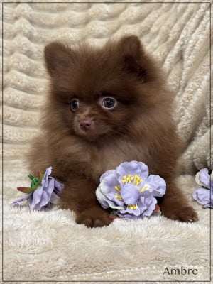 Les chiots de Spitz allemand