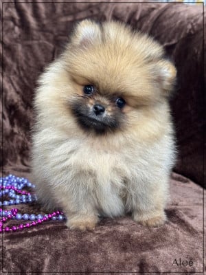 Les chiots de Spitz allemand