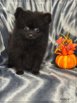 Les chiots de Spitz allemand