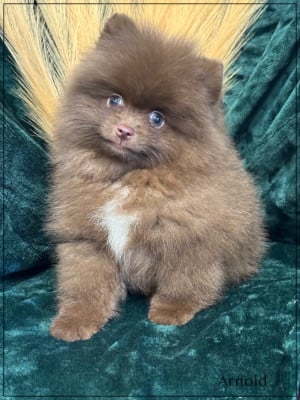 Les chiots de Spitz allemand