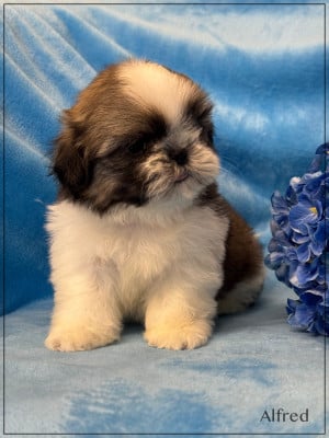 Les chiots de Shih Tzu