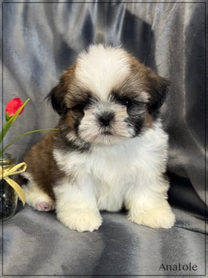 Les chiots de Shih Tzu