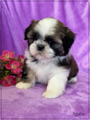 Les chiots de Shih Tzu