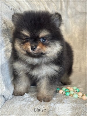 Les chiots de Spitz allemand