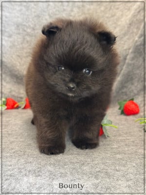 Les chiots de Spitz allemand