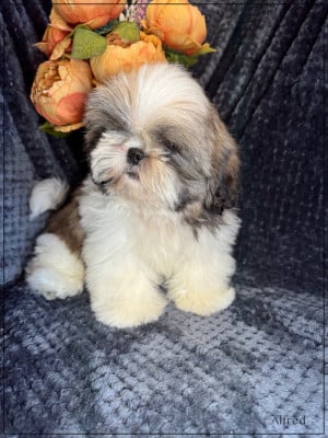 Les chiots de Shih Tzu