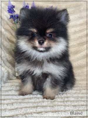 Les chiots de Spitz allemand