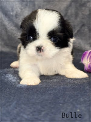 Les chiots de Shih Tzu