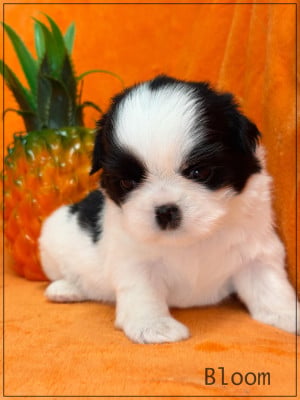 Les chiots de Shih Tzu