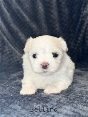 Les chiots de Bichon maltais