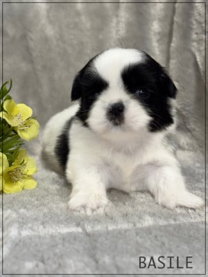 Les chiots de Shih Tzu