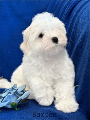 Les chiots de Bichon maltais
