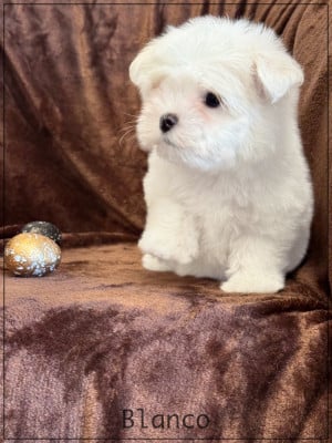 Les chiots de Bichon maltais