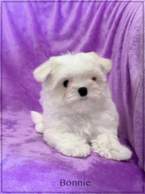 Les chiots de Bichon maltais