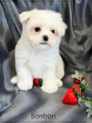 Les chiots de Bichon maltais