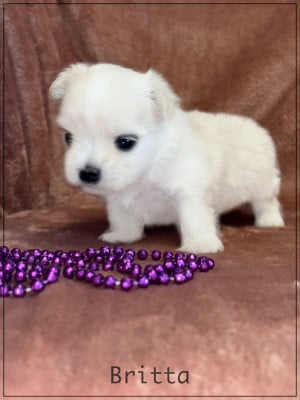 Les chiots de Bichon maltais