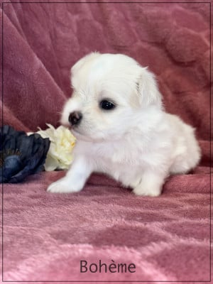 Les chiots de Bichon maltais