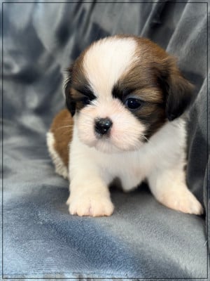 Les chiots de Shih Tzu