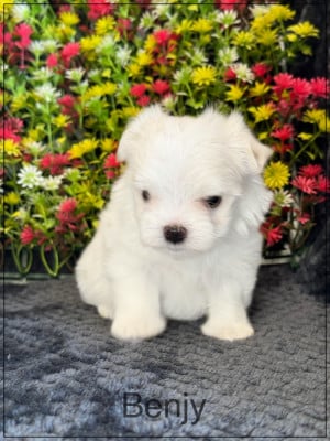 Les chiots de Bichon maltais