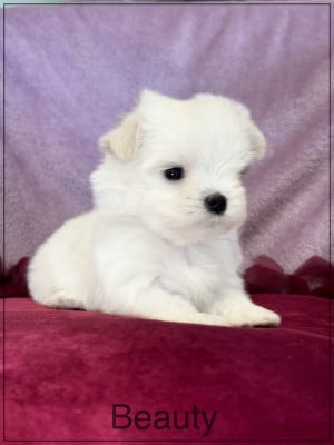 Les chiots de Bichon maltais