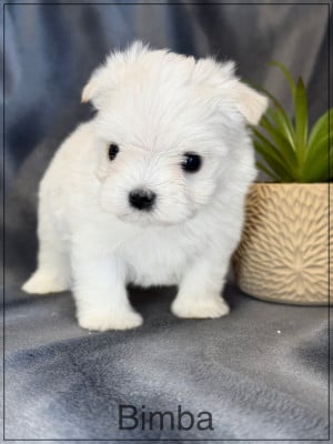 Les chiots de Bichon maltais