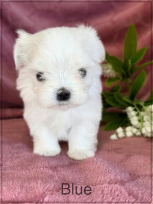 Les chiots de Bichon maltais