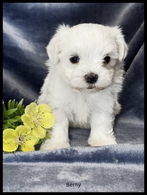 Les chiots de Bichon maltais
