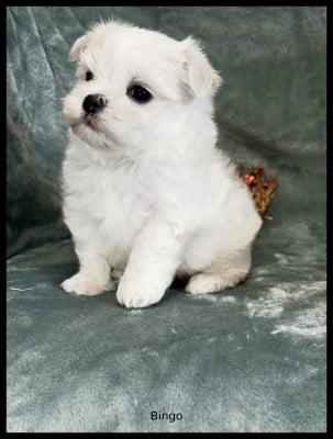 Les chiots de Bichon maltais
