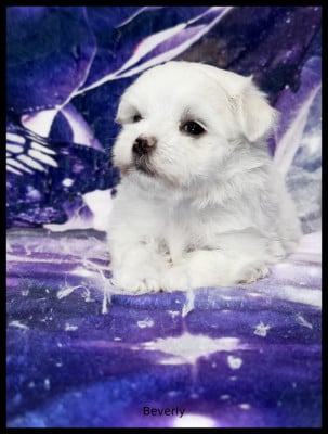 Les chiots de Bichon maltais