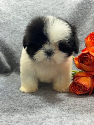 Les chiots de Shih Tzu