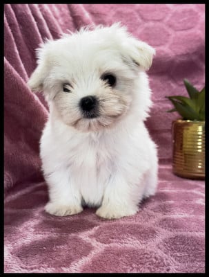 Les chiots de Bichon maltais