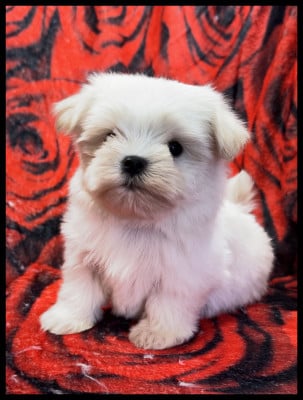 Les chiots de Bichon maltais