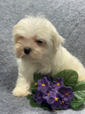 Les chiots de Bichon maltais