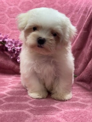 Les chiots de Bichon maltais