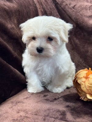 Les chiots de Bichon maltais