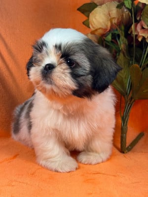 Les chiots de Shih Tzu