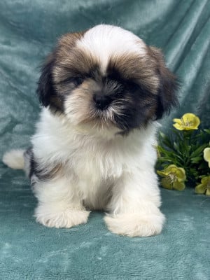 Les chiots de Shih Tzu