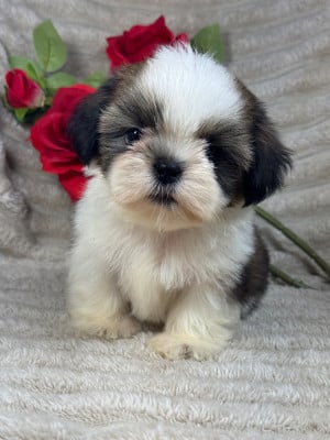 Les chiots de Shih Tzu