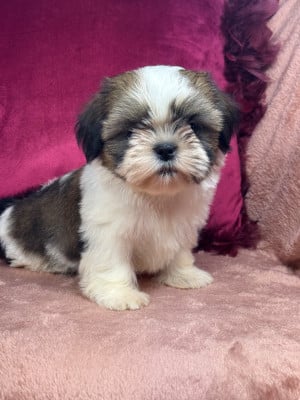 Les chiots de Shih Tzu