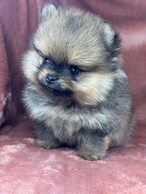 Les chiots de Spitz allemand