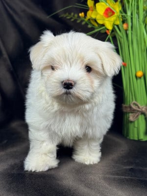 BRUME - Bichon maltais