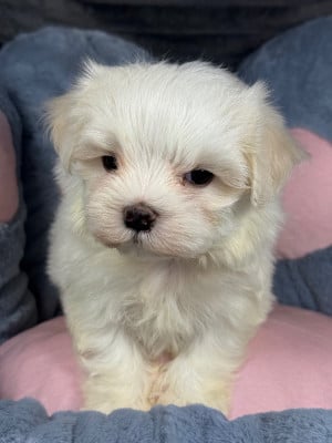 BESS - Bichon maltais