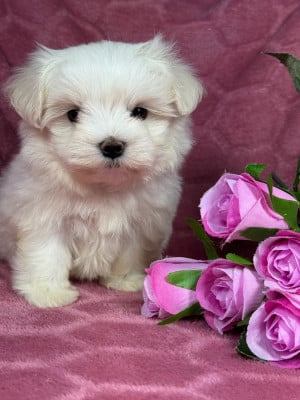 BULLE - Bichon maltais