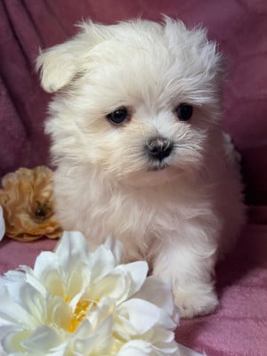 Les chiots de Bichon maltais