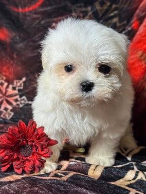 Les chiots de Bichon maltais