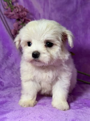 Les chiots de Bichon maltais