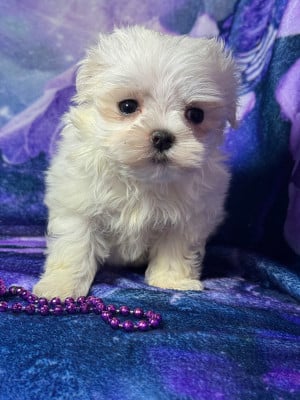 Les chiots de Bichon maltais