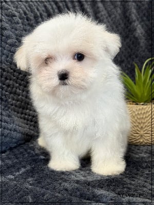 Les chiots de Bichon maltais